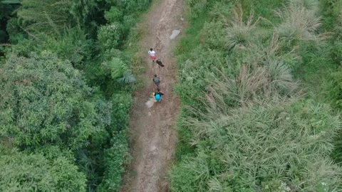 Mountain climber walking in the forest Video stock 255109277