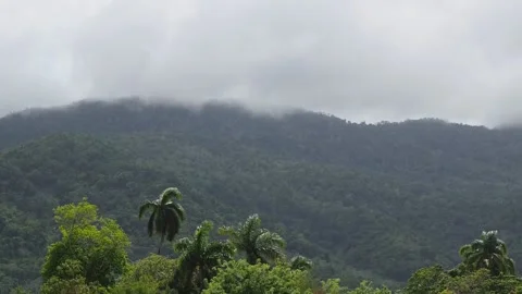 Mountain clouds and palm trees, Dominican Republic. 動画素材 137833323