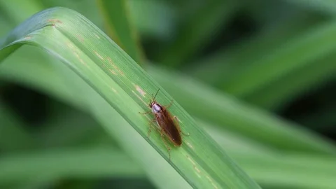 Mountain cockroach sitting Stock Footage 83473684