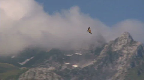 Mountain Condor eagle flight Stock Footage 485253