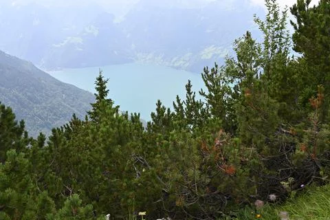 Mountain conifers Stock Photos