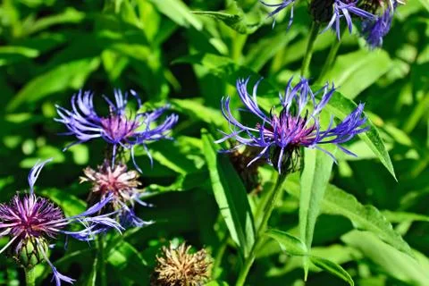 Mountain cornflower Stock Photos