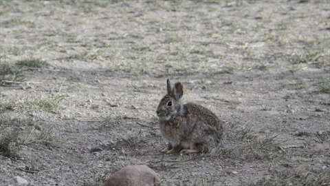 Mountain Cottontail rabbit in Bannack, MT Stock Footage 167292366