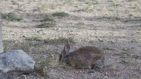 Mountain Cottontail, rabbit feeds on grass Stock Footage 167292326