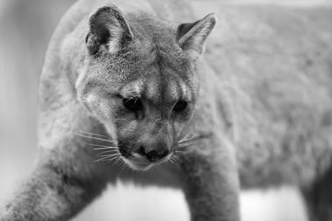 Mountain cougar Stock Photos