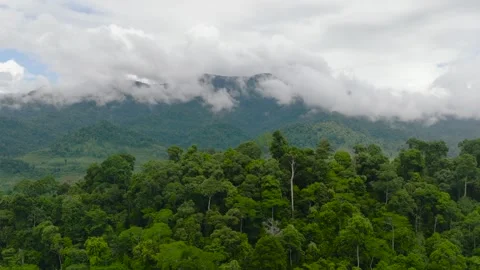 Mountain covered with forest from above. Borneo, Malaysia. Stock Footage 252406726