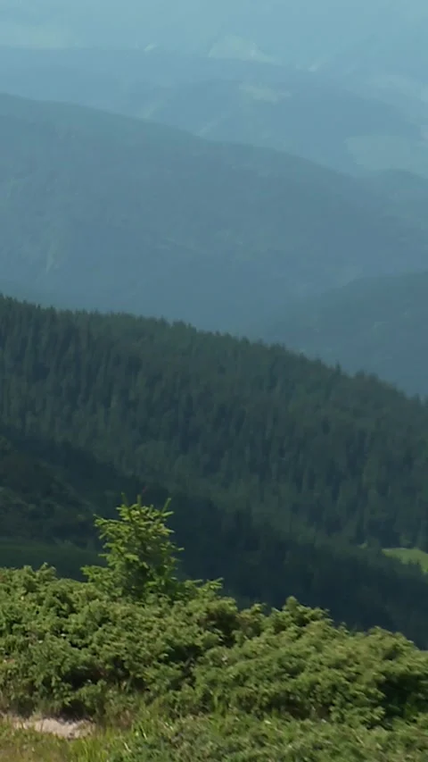The mountain is covered with forest Stock Footage 346227832