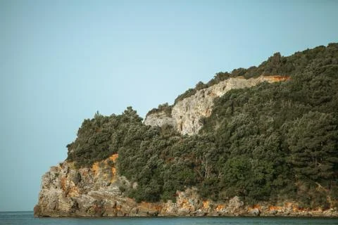 Mountain covered with pine forest 스톡 사진