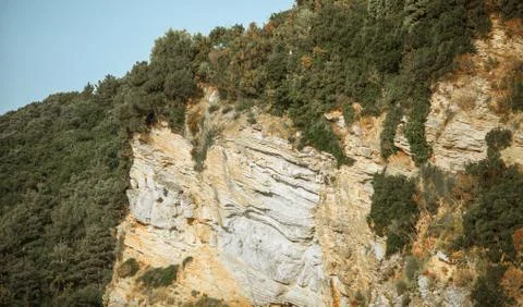 Mountain covered with pine forest 스톡 사진