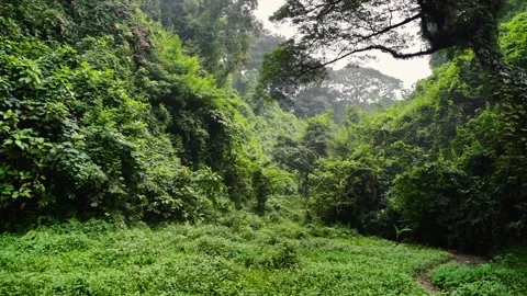 Mountain Covered with Trees and Plants Stock Footage 320958745