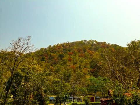 Mountain covered by trees Stock Photos