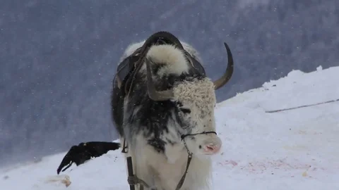 Mountain cow Video stock 83773799