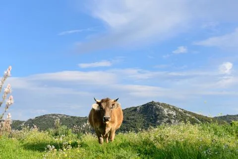 Mountain Cow Foto stock