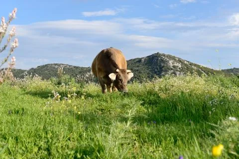 Mountain Cow Stock Photos