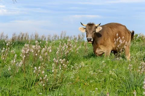 Mountain Cow Stock Photos