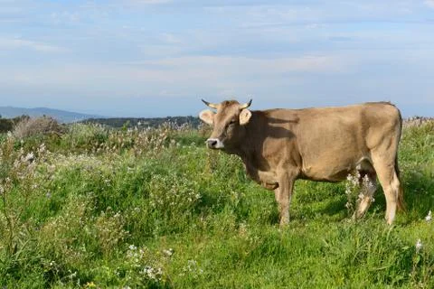 Mountain Cow Foto stock