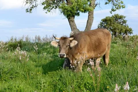 Mountain Cow Stock Photos