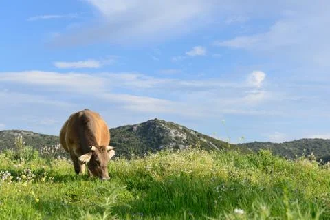 Mountain Cow Stock Photos