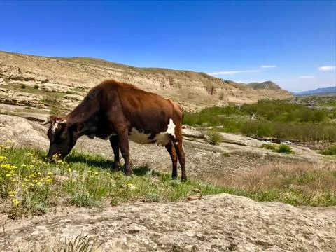 Mountain cow Stock Photos
