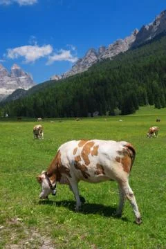 Mountain Cow Stock Photos