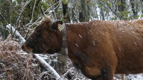 Mountain cow in the snow Vídeo Stock 144384476
