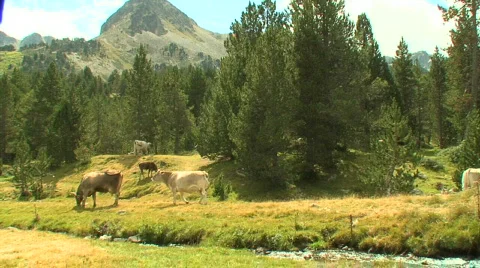Mountain cows in Andorra Stockbeeldmateriaal 90638