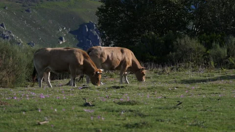 Mountain cows, Asturian beef Vídeo Stock 138416281