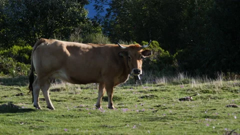 Mountain cows, Asturian beef Stockbeeldmateriaal 138416314