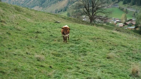 Mountain cows grazing at mountain range at European alps in Austria Stock Footage 256333791