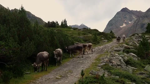 Mountain cows in the mountains 4k 25fps video Stock-Footage 282743996