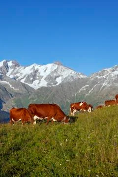 Mountain cows Stock Photos