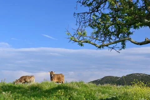 Mountain Cows Stock Photos