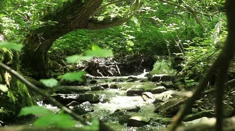 Mountain creek  _8 Stock Footage 11149921