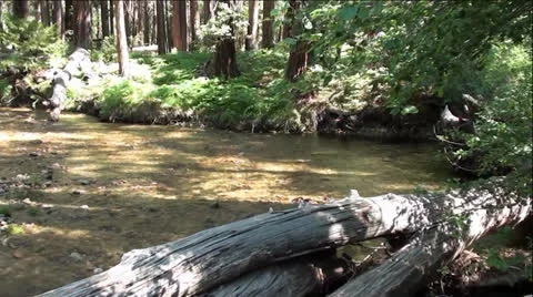 Mountain Creek and Forest Stock Footage 24903012