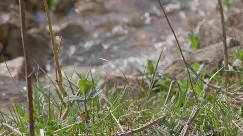 Mountain creek and grass Stock Footage 167555641