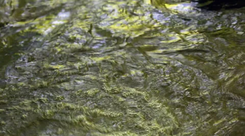 Mountain creek in deep forest Stock Footage 35913859