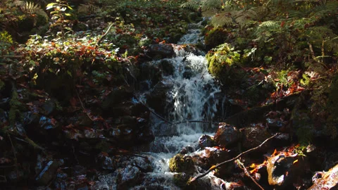 Mountain creek is falling down from the hill among colorful autumn foliage Stock Footage 204049312