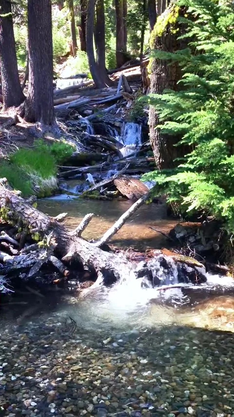 Mountain Creek Flowing Through Forest with Natural Water Sounds Stock Footage 320186704