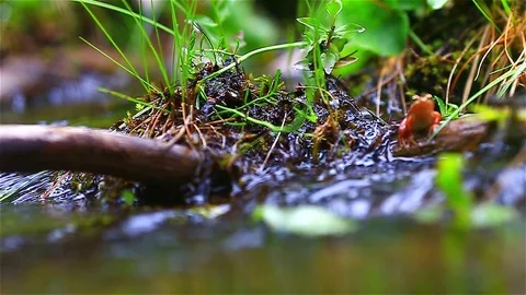 Mountain Creek Video stock 80016585