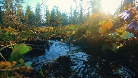 Mountain creek in the middle of the forest Stock Footage 95169302