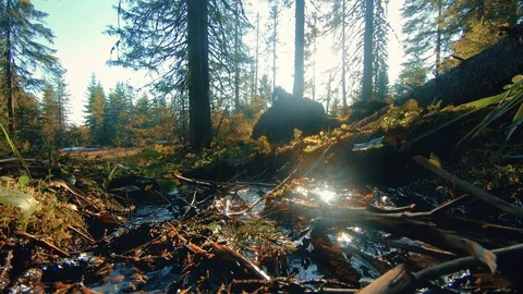 Mountain creek in the middle of the forest Stock Footage 95169439