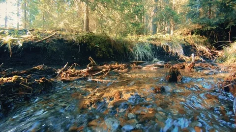 Mountain creek in the middle of the forest Stock Footage 95169811