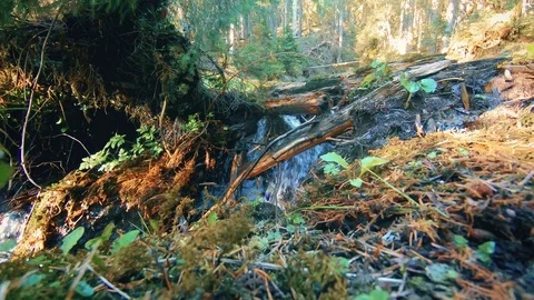 Mountain creek in the middle of the forest Stock Footage 95169820