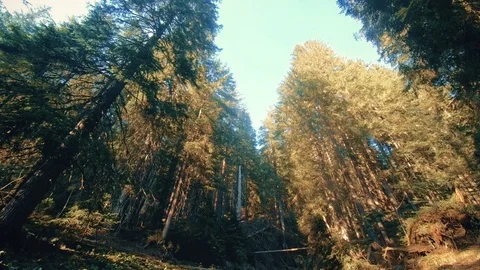 Mountain creek in the middle of the forest Stock Footage 95170199