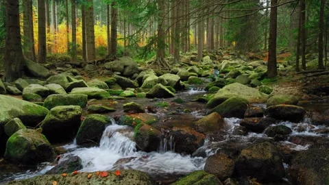 Mountain creek or river in a forest, nature landscape stock video 4k. Stock Footage 249214229