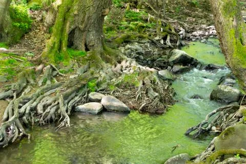 Mountain creek Stock Photos