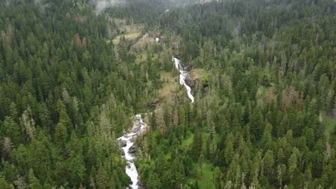 Mountain creek in pine forest Stock Footage 312033982
