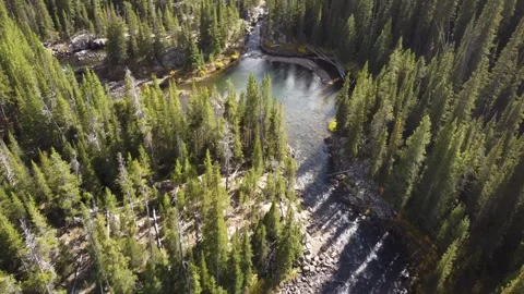 Mountain creek with pools in pine forest Stock Footage 312075473