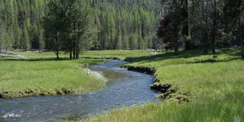 Mountain creek running through forested meadow Stock Footage 59110251