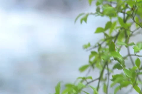Mountain Creek &amp; Tree Leaves Rack Focus - NTSC Stock Footage 4886191